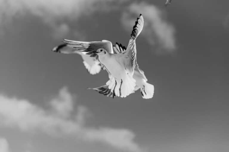 Photo bewegingsvrijheid